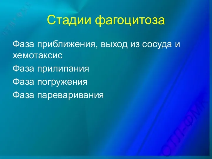 Стадии фагоцитоза Фаза приближения, выход из сосуда и хемотаксис Фаза прилипания Фаза погружения Фаза пареваривания