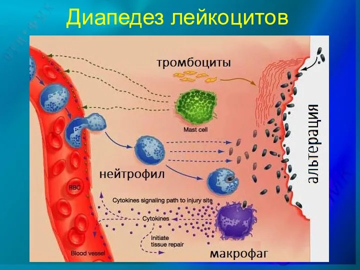 Диапедез лейкоцитов