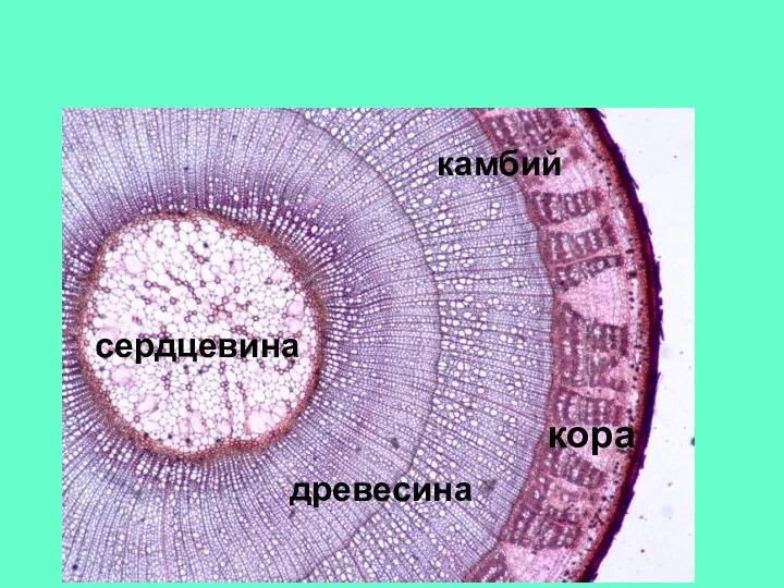 кора камбий сердцевина древесина