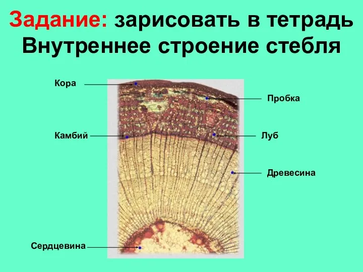 Задание: зарисовать в тетрадь Внутреннее строение стебля Кора Пробка Луб Камбий Древесина Сердцевина