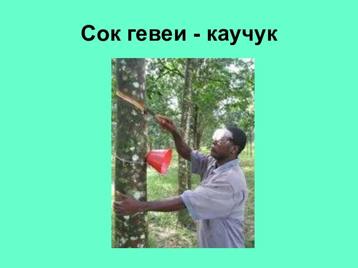 Сок гевеи - каучук