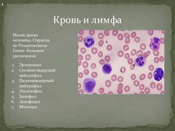 Кровь и лимфа Мазок крови человека. Окраска по Романовскому-Гимзе. Большое увеличение. 2 1