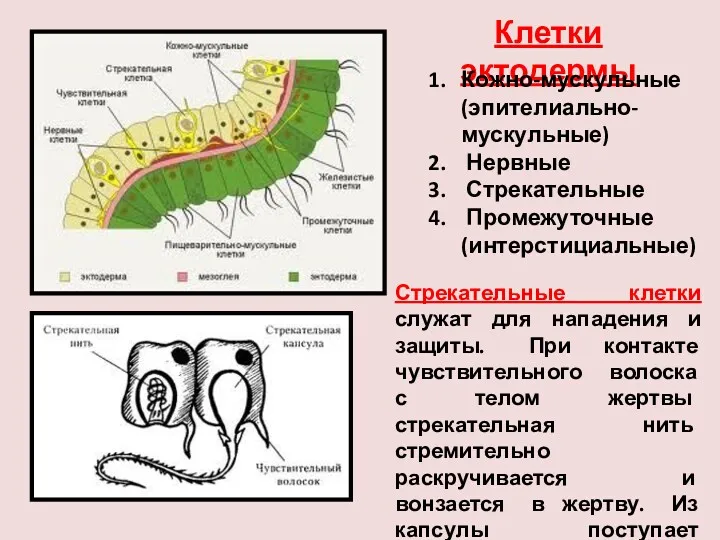 Клетки эктодермы Кожно-мускульные (эпителиально-мускульные) Нервные Стрекательные Промежуточные (интерстициальные) Стрекательные клетки
