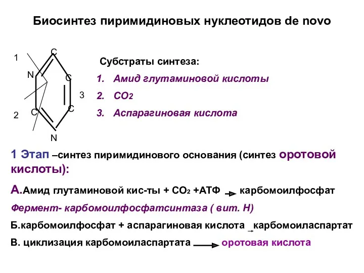 Биосинтез пиримидиновых нуклеотидов de novo N N C C C C 1 2
