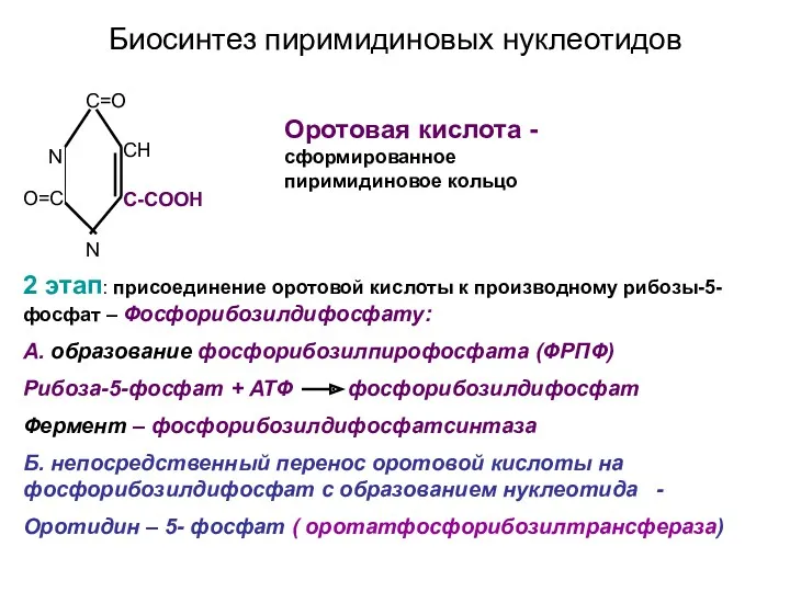 Биосинтез пиримидиновых нуклеотидов N N C=O CH C-COOH O=C Оротовая кислота -сформированное пиримидиновое