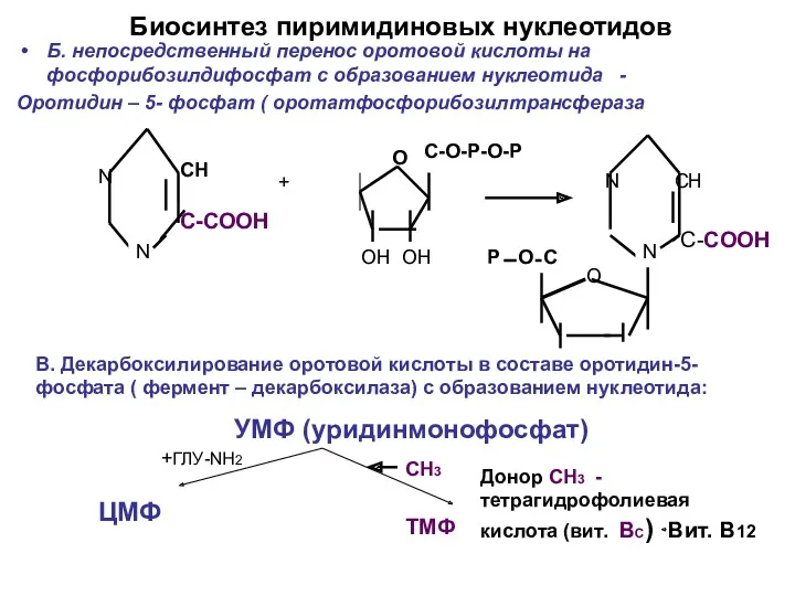 Биосинтез пиримидиновых нуклеотидов Б. непосредственный перенос оротовой кислоты на фосфорибозилдифосфат с образованием нуклеотида