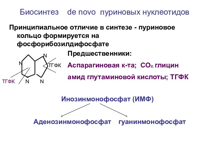 Биосинтез de novo пуриновых нуклеотидов Принципиальное отличие в синтезе - пуриновое кольцо формируется