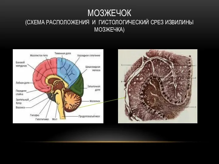 МОЗЖЕЧОК (СХЕМА РАСПОЛОЖЕНИЯ И ГИСТОЛОГИЧЕСКИЙ СРЕЗ ИЗВИЛИНЫ МОЗЖЕЧКА)