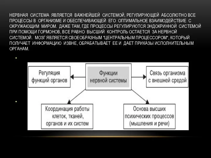 НЕРВНАЯ СИСТЕМА ЯВЛЯЕТСЯ ВАЖНЕЙШЕЙ СИСТЕМОЙ, РЕГУЛИРУЮЩЕЙ АБСОЛЮТНО ВСЕ ПРОЦЕССЫ В