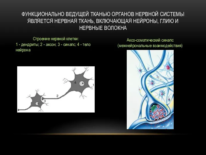 ФУНКЦИОНАЛЬНО ВЕДУЩЕЙ ТКАНЬЮ ОРГАНОВ НЕРВНОЙ СИСТЕМЫ ЯВЛЯЕТСЯ НЕРВНАЯ ТКАНЬ, ВКЛЮЧАЮЩАЯ