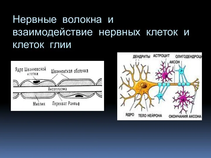 Нервные волокна и взаимодействие нервных клеток и клеток глии