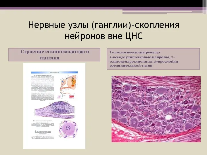 Нервные узлы (ганглии)-скопления нейронов вне ЦНС Строение спинномозгового ганглия Гистологический