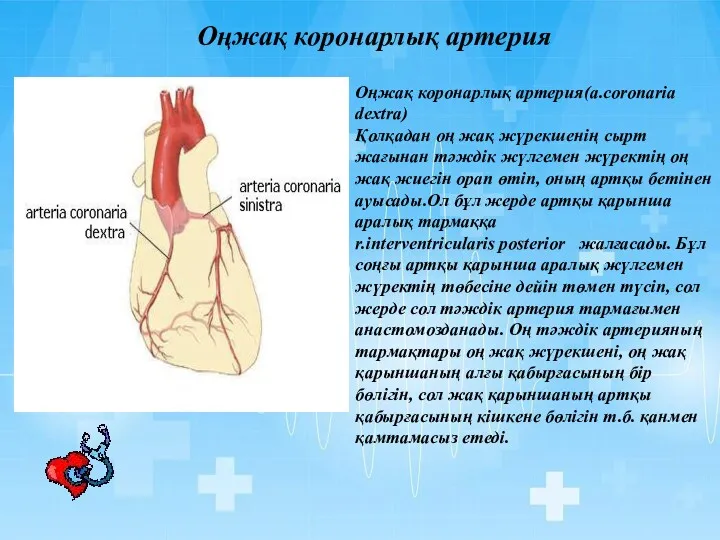 Оңжақ коронарлық артерия Оңжақ коронарлық артерия(a.corоnaria dextra) Қолқадан оң жақ