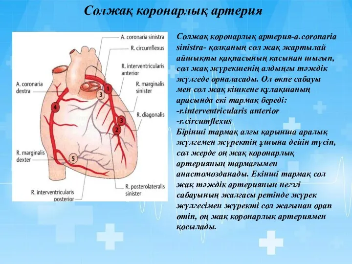 Солжақ коронарлық артерия Солжақ коронарлық артерия-a.coronaria sinistra- қолқаның сол жақ