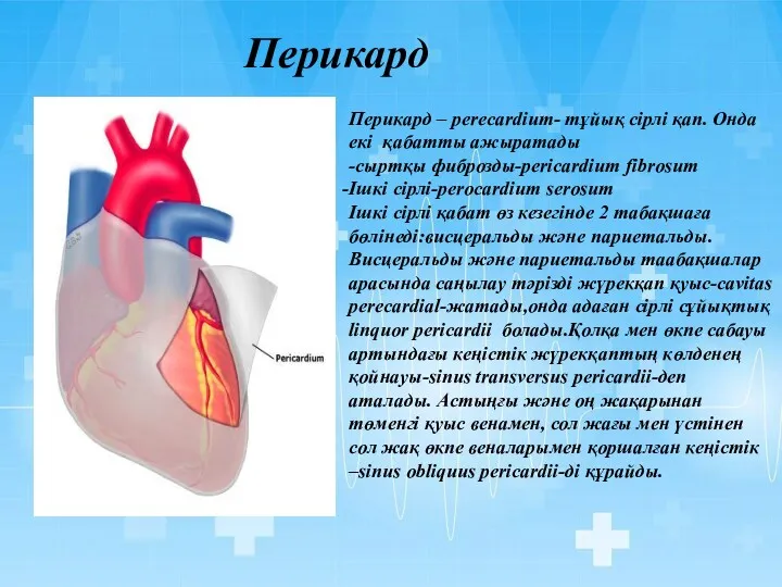 Перикард Перикард – perecardium- тұйық сірлі қап. Онда екі қабатты