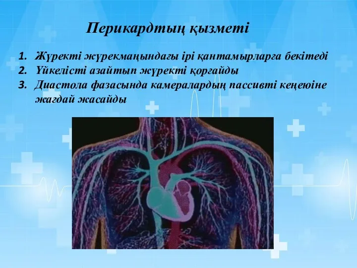 Перикардтың қызметі Жүректі жүрекмаңындағы ірі қантамырларға бекітеді Үйкелісті азайтып жүректі