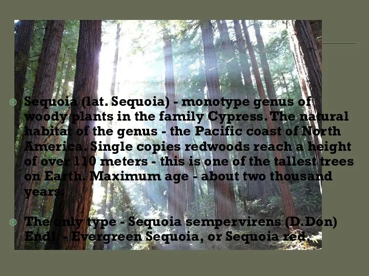 Sequoia (lat. Sequoia) - monotype genus of woody plants in