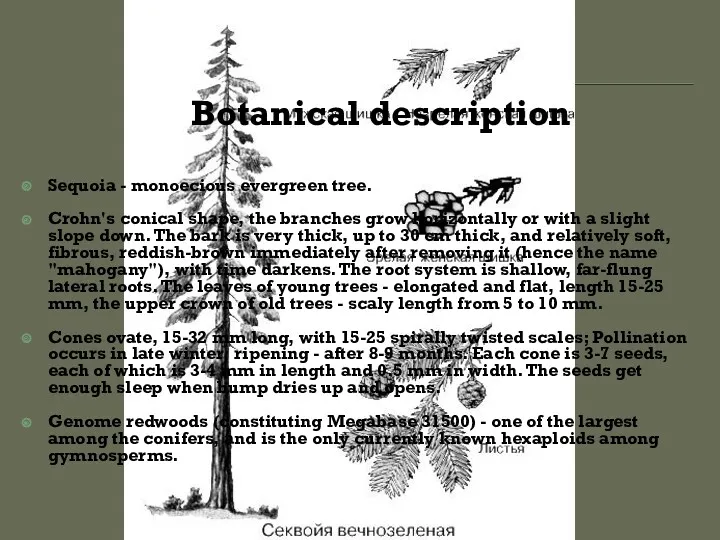 Sequoia - monoecious evergreen tree. Crohn's conical shape, the branches