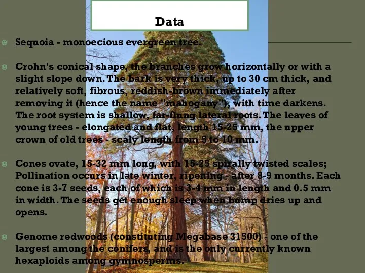 Botanical description Sequoia - monoecious evergreen tree. Crohn's conical shape,