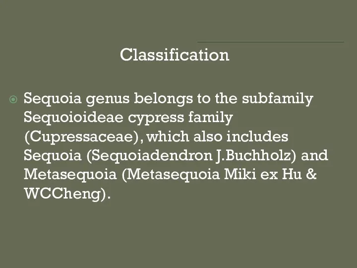 Classification Sequoia genus belongs to the subfamily Sequoioideae cypress family