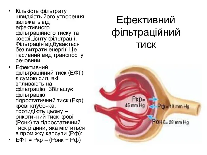 Ефективний фільтраційний тиск Кількість фільтрату, швидкість його утворення залежать від