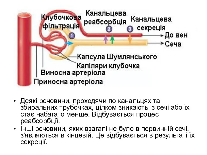 Деякі речовини, проходячи по канальцях та збиральних трубочках, цілком зникають із сечі або