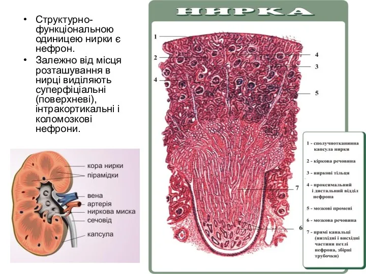 Структурно-функціональною одиницею нирки є нефрон. Залежно від місця розташування в