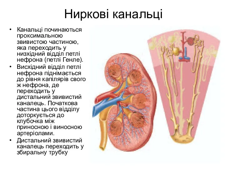 Ниркові канальці Канальці починаються проксимальною звивистою частиною, яка переходить у низхідний відділ петлі