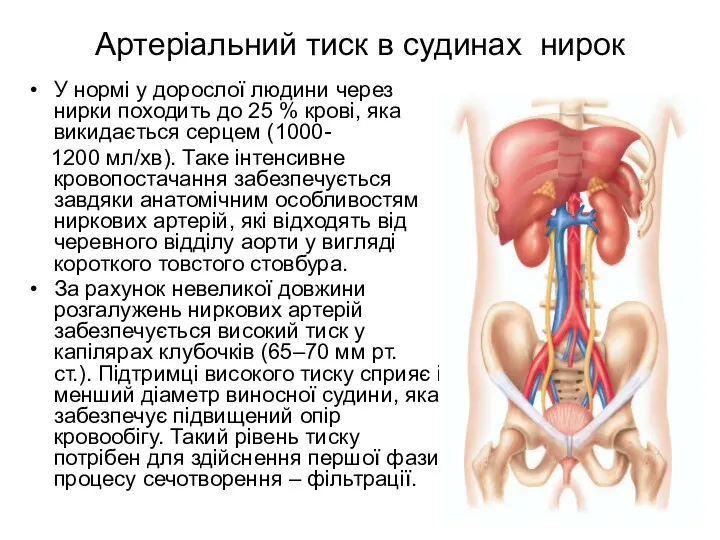 Артеріальний тиск в судинах нирок У нормі у дорослої людини через нирки походить
