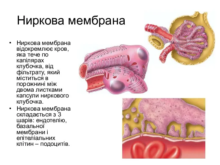 Ниркова мембрана Ниркова мембрана відокремлює кров, яка тече по капілярах клубочка, від фільтрату,