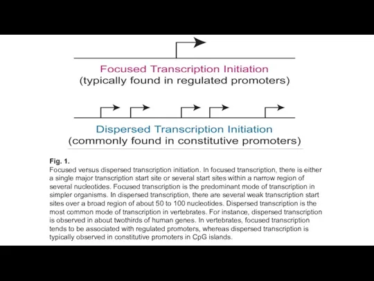 Fig. 1. Focused versus dispersed transcription initiation. In focused transcription,