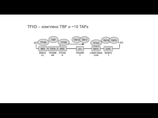 TFIID – комплекс TBF и ~10 TAFs