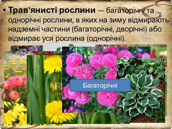 Трав'янисті рослини — багаторічні та однорічні рослини, в яких на