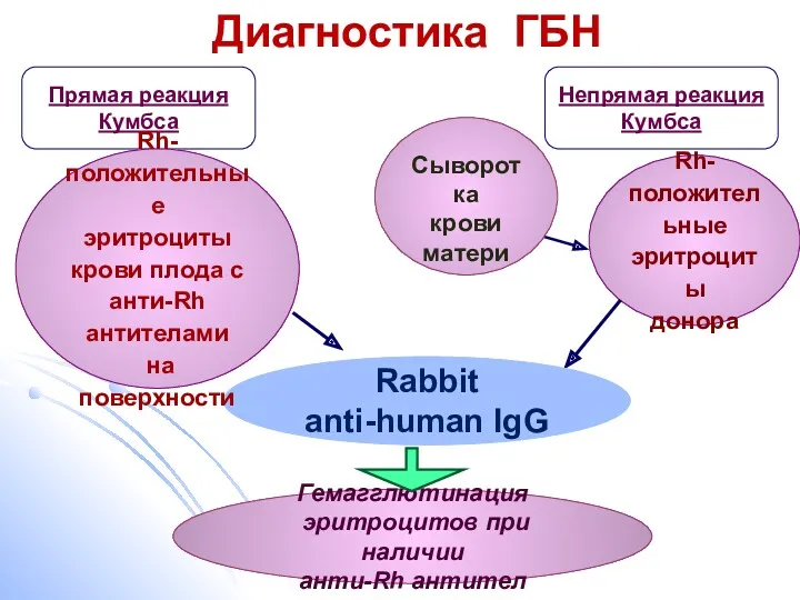 Сыворотка крови матери Rh- положительные эритроциты донора Гемагглютинация эритроцитов при