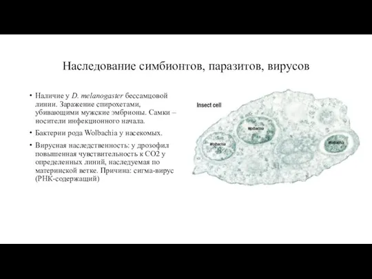 Наследование симбионтов, паразитов, вирусов Наличие у D. melanogaster бессамцовой линии.