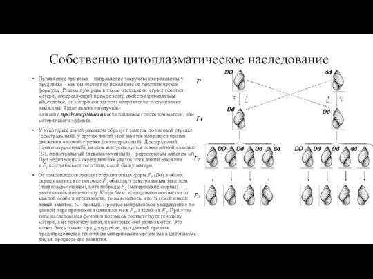 Собственно цитоплазматическое наследование Проявление признака – направление закручивания раковины у