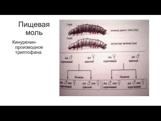 Пищевая моль Кинуренин-производное триптофана