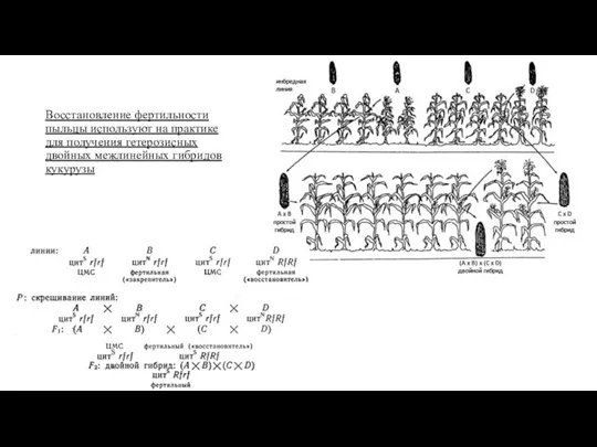 Восстановление фертильности пыльцы используют на практике для получения гетерозисных двойных межлинейных гибридов кукурузы