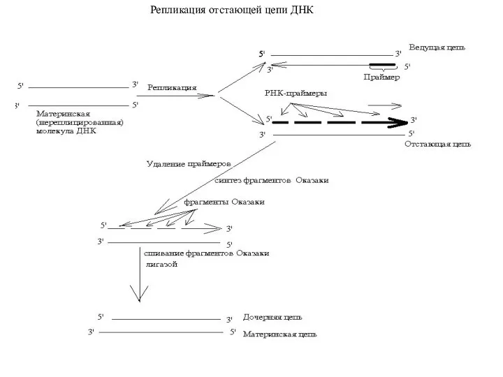 Репликация отстающей цепи ДНК