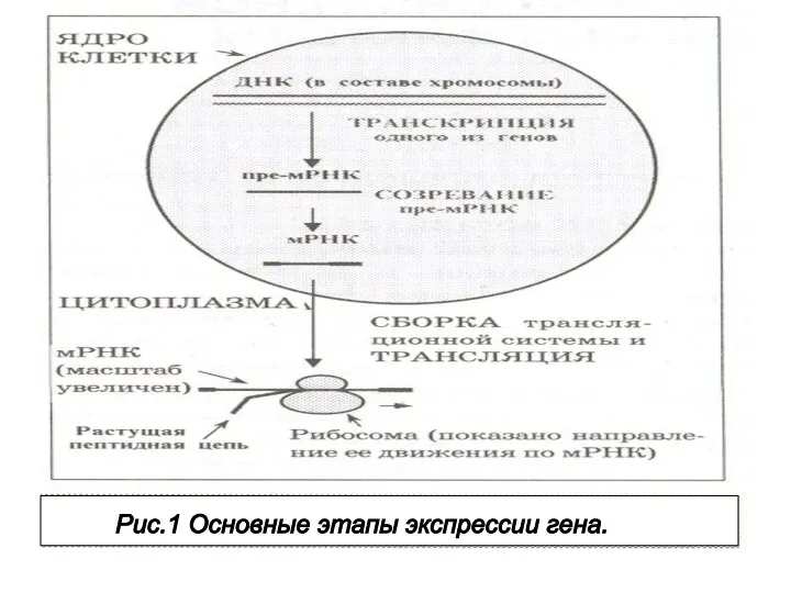 Рис.1 Основные этапы экспрессии гена.