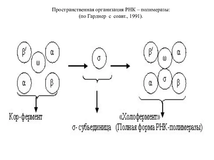 Пространственная организация РНК – полимеразы: (по Гарднер с соавт., 1991).