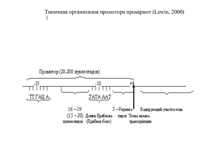 Типичная организация промотора прокариот (Lewin, 2000)