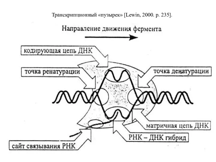 Транскрипционный «пузырек» [Lewin, 2000. р. 235].