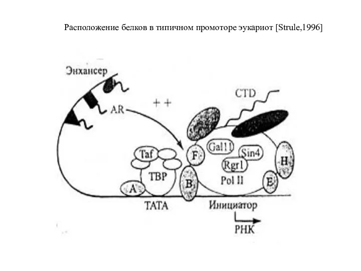 Расположение белков в типичном промоторе эукариот [Strule,1996]