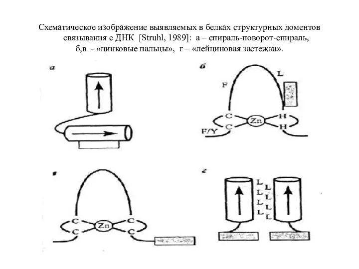 Схематическое изображение выявляемых в белках структурных доментов связывания с ДНК