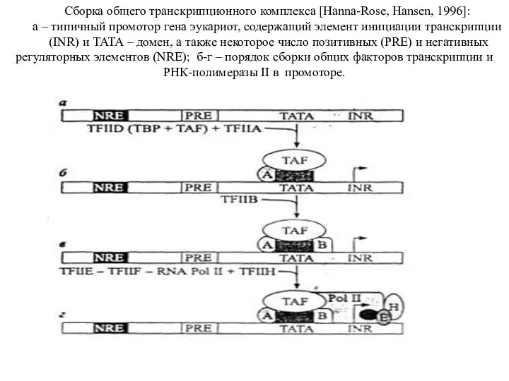 Сборка общего транскрипционного комплекса [Hanna-Rose, Hansen, 1996]: а – типичный