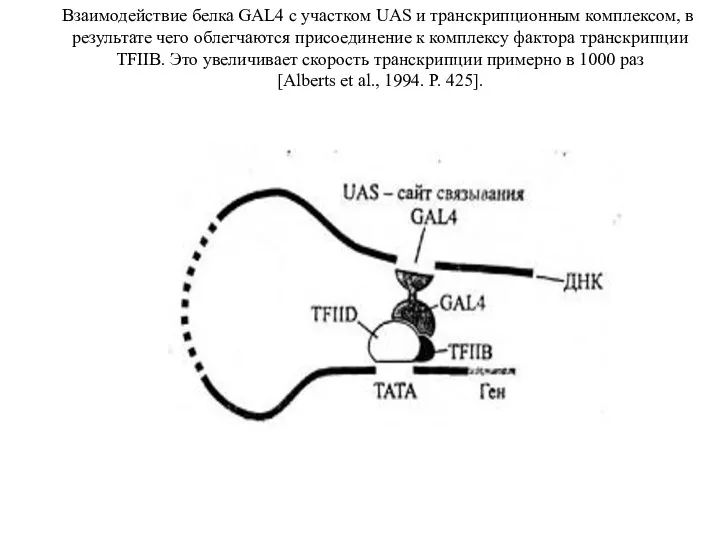 Взаимодействие белка GAL4 с участком UAS и транскрипционным комплексом, в