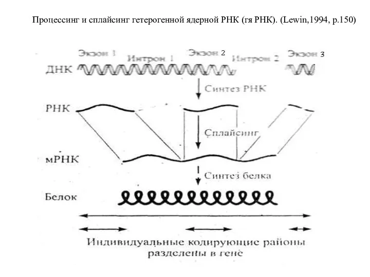 Процессинг и сплайсинг гетерогенной ядерной РНК (гя РНК). (Lewin,1994, p.150)