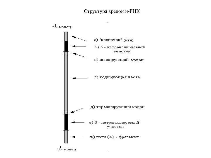 Структура зрелой и-РНК