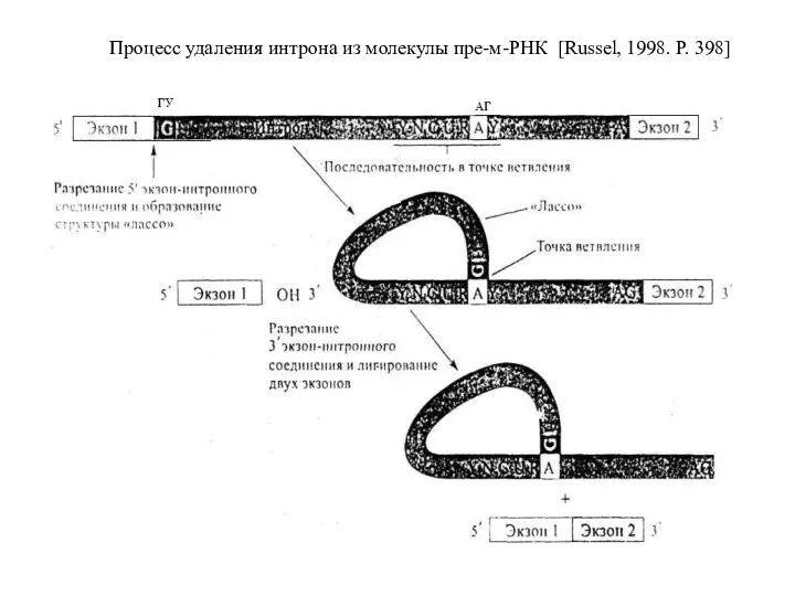 Процесс удаления интрона из молекулы пре-м-РНК [Russel, 1998. Р. 398]